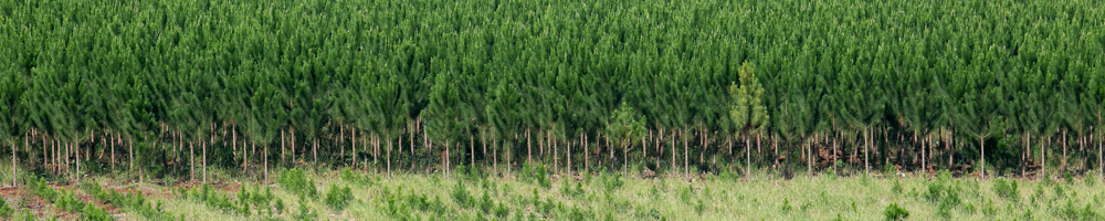 Banner 230